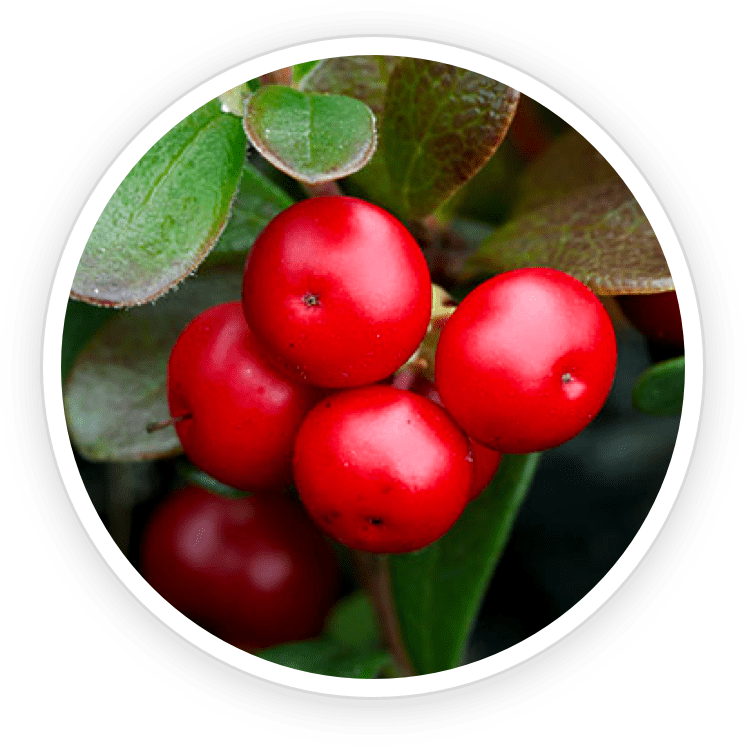 Bearberry Extract