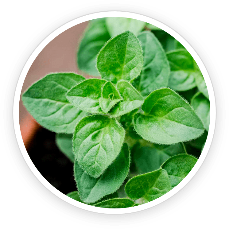 Oregano Essential Oil