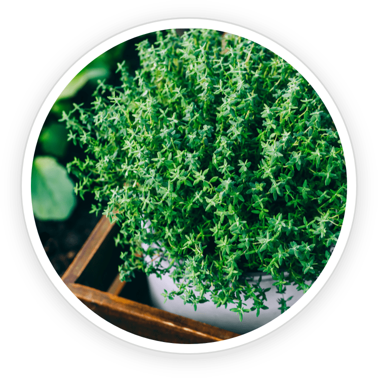 Thyme Essential Oil