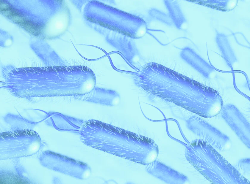 Lactobacillus acidophilus